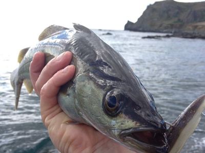 Top 7 Sustainable British Fish
